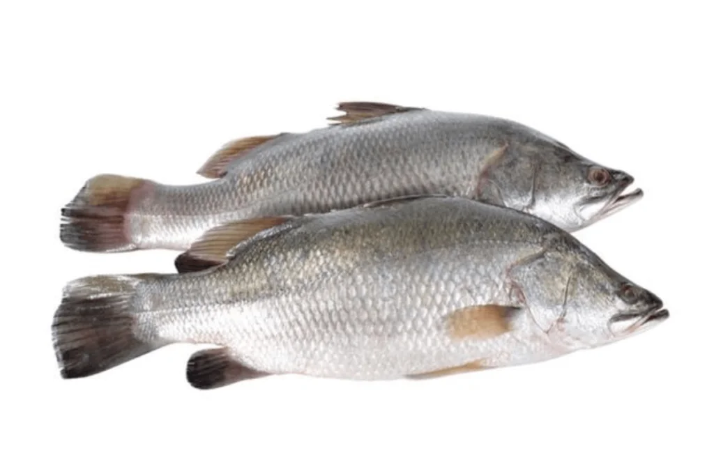Power of Pandugappa Fish: 7 Surprising Health Advantages 2 two pandugappa fishes in display